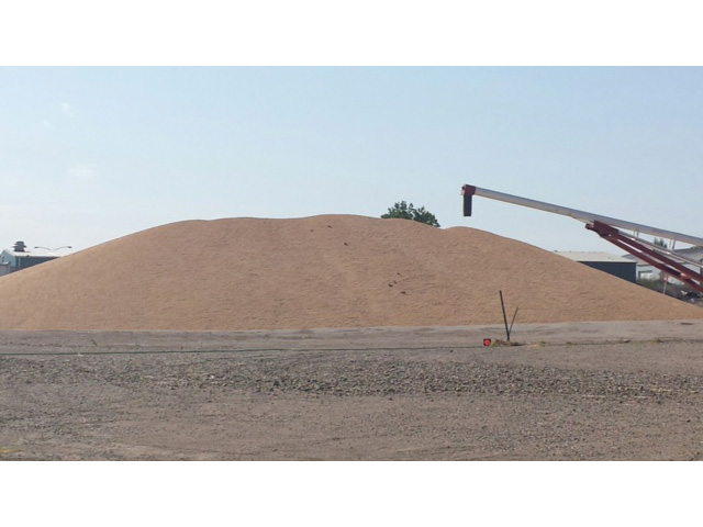 Winter wheat pile at elevator in Pierre, S.D., on Aug. 1, 2014. (Courtesy photo)